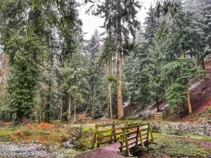 Tall Trees Trail at Nutcombe Bottom where the Outside is Free