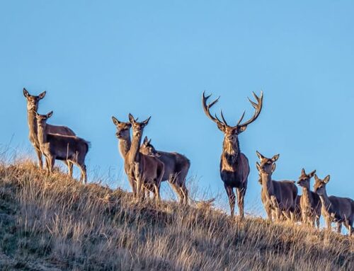 Wild Life Watching, The October Red Deer Rut on Exmoor