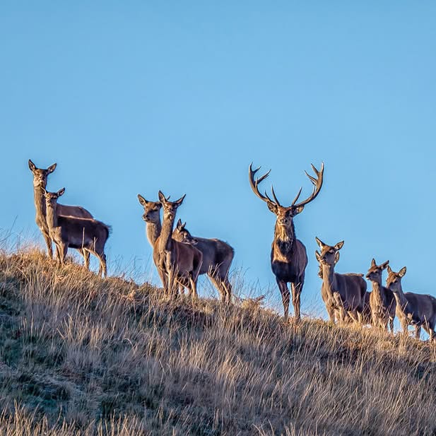 roaring stag rut on Exmoor